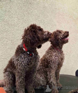 Zdjęcie №2 do zapowiedźy № 102987 na sprzedaż  lagotto romagnolo - wkupić się Serbia 