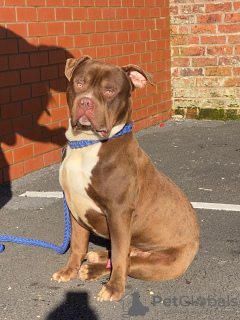 Zdjęcie №2 do zapowiedźy № 132595 na sprzedaż  american bully - wkupić się Portugalia prywatne ogłoszenie