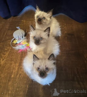 Zdjęcie №1. ragdoll - na sprzedaż w Giesen | 1674zł | Zapowiedź № 169826