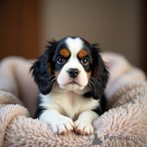 Zdjęcie №1. cavalier king charles spaniel - na sprzedaż w Miasto Quebec | 3348zł | Zapowiedź №162773