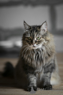 Zdjęcie №4. Sprzedam  w Москва.  - cena - Bezpłatny