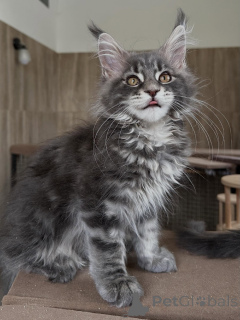 Zdjęcie №4. Sprzedam maine coon w Poznań. hodowca - cena - negocjowane