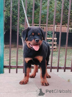 Zdjęcie №1. rottweiler - na sprzedaż w Zemun | negocjowane | Zapowiedź №154079