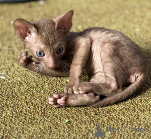 Zdjęcie №3. Wspaniałe, urocze kocięta Cornish Rex.. Norwegia