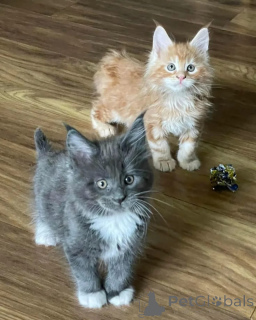 Zdjęcie №1. maine coon - na sprzedaż w Eposini | negocjowane | Zapowiedź № 167323