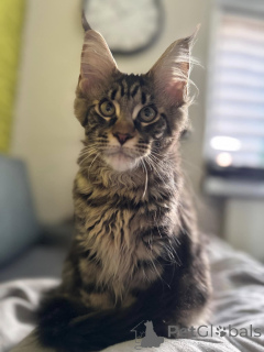 Zdjęcie №2 do zapowiedźy № 138040 na sprzedaż  maine coon - wkupić się Hiszpania prywatne ogłoszenie