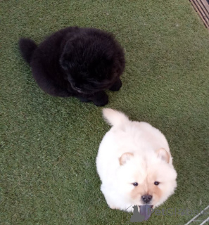 Zdjęcie №2 do zapowiedźy № 167485 na sprzedaż  chow-chow - wkupić się Dania prywatne ogłoszenie, hodowca