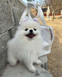 Zdjęcie №1. szpic miniaturowy - na sprzedaż w Stan Mississippi | 2549zł | Zapowiedź №166384