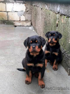 Zdjęcie №2 do zapowiedźy № 87014 na sprzedaż  rottweiler - wkupić się Serbia 