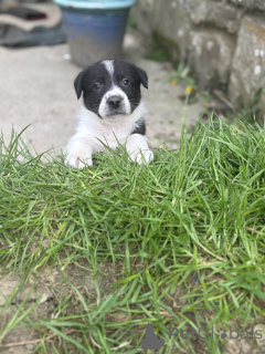 Zdjęcie №1. border collie - na sprzedaż w Aqua | 2344zł | Zapowiedź №168899