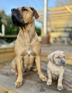 Zdjęcie №3. Chiot Boerboel. Francja