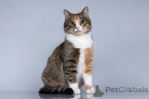 Zdjęcie №1.  - na sprzedaż w Chimki | Bezpłatny | Zapowiedź № 161457