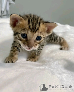 Zdjęcie №3. Bengal Kittens dostępne do adopcji. Niemcy