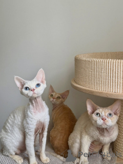 Zdjęcie №2 do zapowiedźy № 178111 na sprzedaż  devon rex - wkupić się Niemcy hodowca