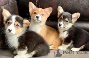 Zdjęcie №1. welsh corgi - na sprzedaż w Izmir | negocjowane | Zapowiedź №175627