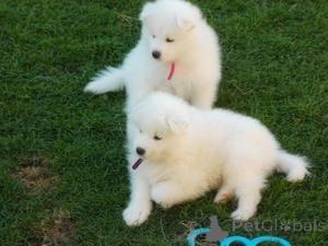 Zdjęcie №1. samojed (rasa psa) - na sprzedaż w Bratysława | negocjowane | Zapowiedź №178026