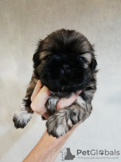 Dodatkowe zdjęcia: Shih Tzu