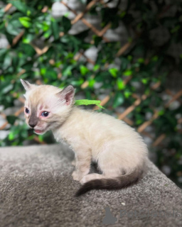 Zdjęcie №1. kot bengalski - na sprzedaż w Friborg | 3588zł | Zapowiedź № 152718