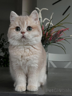 Zdjęcie №2 do zapowiedźy № 160614 na sprzedaż  chinchilla cat - wkupić się Niemcy prywatne ogłoszenie