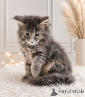 Zdjęcie №1. maine coon - na sprzedaż w Baden-Baden | 1674zł | Zapowiedź № 172021