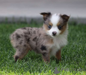 Zdjęcie №1. owczarek australijski - na sprzedaż w Friedberg (Hessen) | 4305zł | Zapowiedź №150544