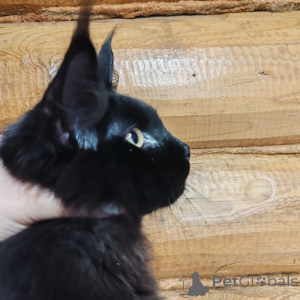 Zdjęcie №3. Maine Coon Cat. Federacja Rosyjska