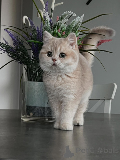 Zdjęcie №3. Kocięta szynszylowe Idealne połączenie piękna i słodkiego temperamentu. Niemcy