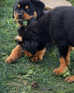 Zdjęcie №3. Szczenięta Champion Bloodline Rottweiler Wyjątkowa jakość. Niemcy