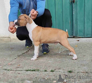 Zdjęcie №2 do zapowiedźy № 156340 na sprzedaż  staffordshire bull terrier - wkupić się Serbia 