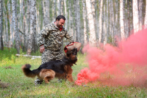 Zdjęcie №3. Profesjonalne szkolenie psów w Federacja Rosyjska