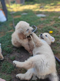 Zdjęcie №3. Adorables Chiots Golden Retriever są przeznaczone dla rodziny. Francja