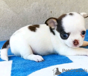 Zdjęcie №1. chihuahua (rasa psów) - na sprzedaż w Barcelona | 1913zł | Zapowiedź №132048