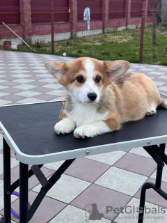 Dodatkowe zdjęcia: szczeniak walijski corgi pembroke