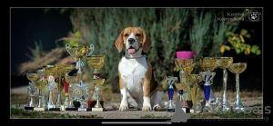 Zdjęcie №1. beagle (rasa psa) - na sprzedaż w Penza | negocjowane | Zapowiedź №13293