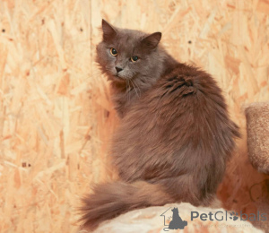 Zdjęcie №2 do zapowiedźy № 165036 na sprzedaż   - wkupić się Federacja Rosyjska ze schronu