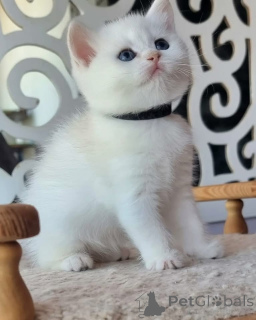 Zdjęcie №3. Poznaj moje urocze kocięta! Są wesołe, ciekawskie i pełne miłości. Przygotuj się. USA