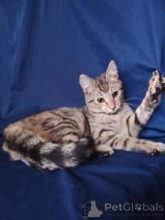 Zdjęcie №3. Mashenka szuka domu!. Federacja Rosyjska