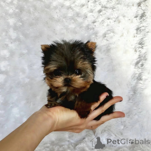 Zdjęcie №1. yorkshire terrier - na sprzedaż w Glendalyugh | negocjowane | Zapowiedź №157332
