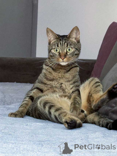 Zdjęcie №1.  - na sprzedaż w Moskova | Bezpłatny | Zapowiedź № 163836