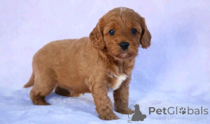 Zdjęcie №3. Cavapoo Welpen Zur Adoption Verfügbar. Niemcy
