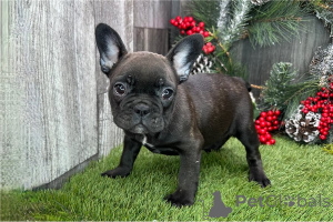 Zdjęcie №1. buldog francuski - na sprzedaż w Arrondissement de Berchtesgaden-Campagne | negocjowane | Zapowiedź №155634