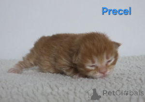 Zdjęcie №4. Sprzedam kurelski bobtail w Trąbki Małe. prywatne ogłoszenie - cena - negocjowane