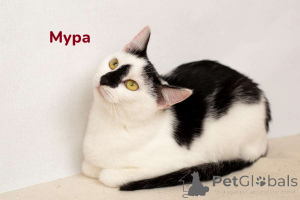 Zdjęcie №4. Sprzedam  w Mińsk. prywatne ogłoszenie - cena - Bezpłatny