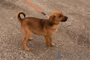 Zdjęcie №4. Sprzedam pies nierasowy w Soczi. prywatne ogłoszenie - cena - Bezpłatny