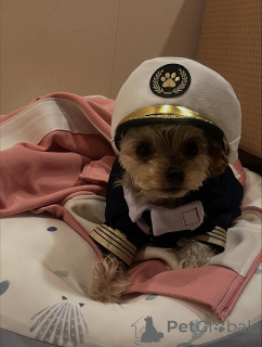 Zdjęcie №4. Sprzedam yorkshire terrier w Meljine. prywatne ogłoszenie, ze schronu - cena - 2631zł