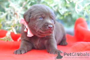 Dodatkowe zdjęcia: labrador retriever