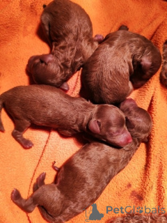 Zdjęcie №4. Sprzedam pudel (zabawka) w Jarkovac. hodowca - cena - negocjowane