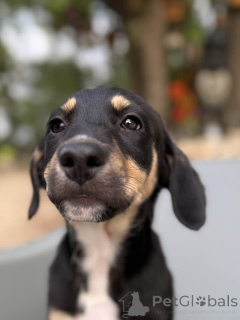 Zdjęcie №4. Sprzedam nagi pies meksykański w Bruksela. hodowca - cena - 7175zł