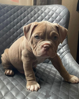 Zdjęcie №1. buldog amerykański - na sprzedaż w 665 miejsce Colonia | 3985zł | Zapowiedź №176154