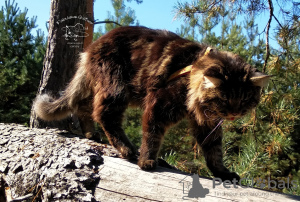 Dodatkowe zdjęcia: Kocięta Maine Coon